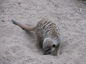 compare meerkat 1