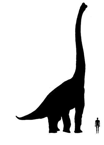 Brachiosaurus size compared to an adult human.