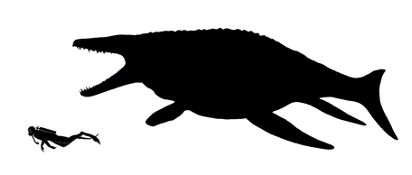 Mosasaurus size compared to a human adult.