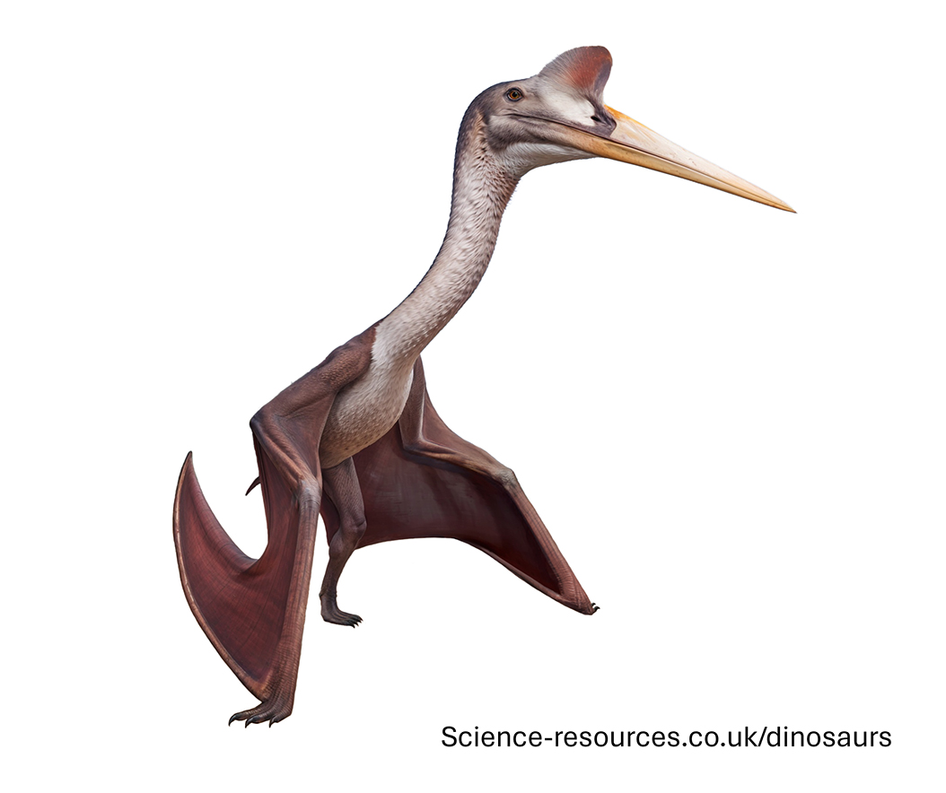 compsognathus image