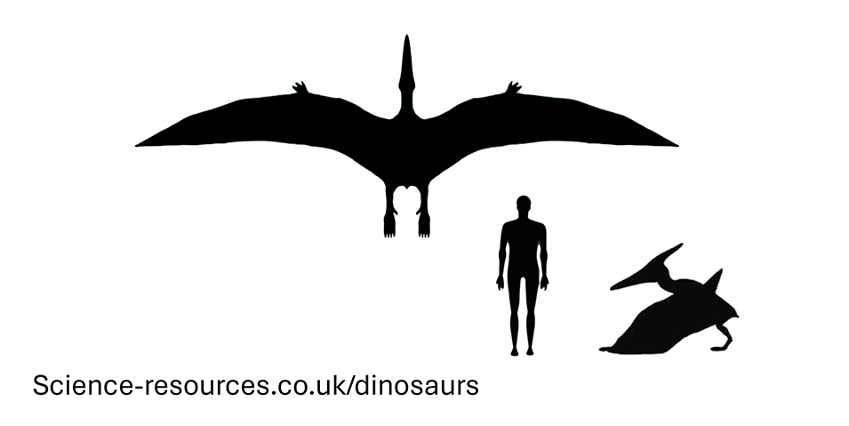 Actual Pteranodon size compared to an adult human.