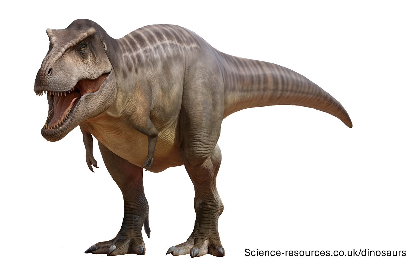 Image of the largest Tyrannosaurus rex ever discovered, nicknamed "Sue". 