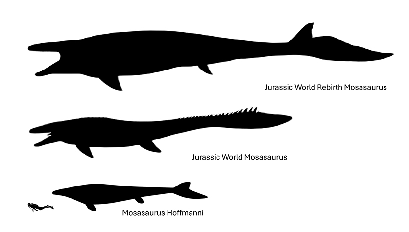 Jurassic World and Jurassic World Rebirth Mosasaurus size compared to an real Mosasaurus.