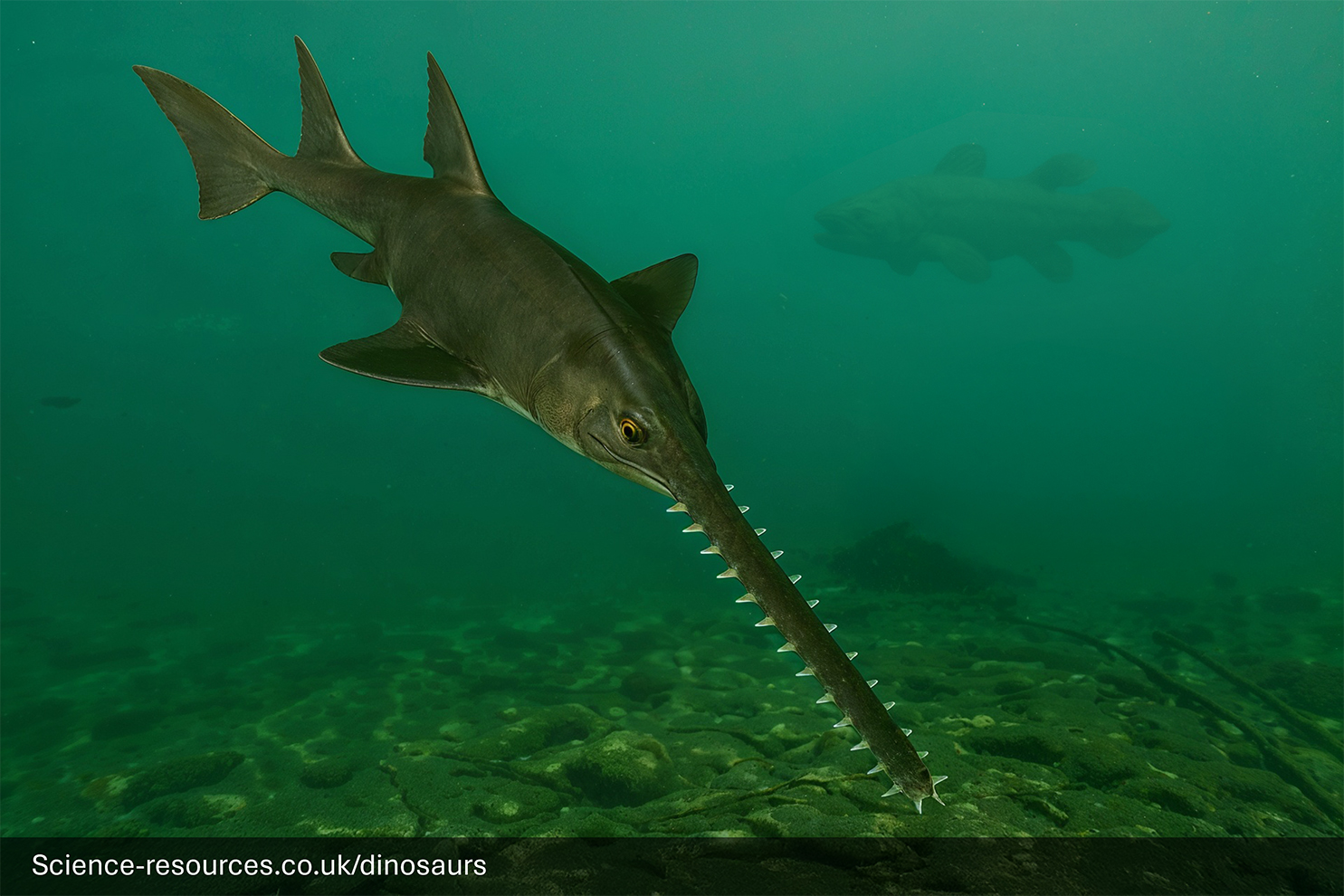 A photorealistic computer-generated image of the extinct giant sawfish, Onchopristis, swimming in murky, greenish water over a shallow seabed. The dark-brown fish has a flattened body, large fins, and its distinctive, extremely long snout (rostrum) is lined with massive, backward-pointing teeth. A dark, indistinct silhouette of a very large fish, is visible in the background.